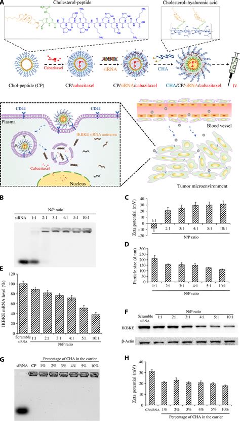 Co Delivery Of IKBKE SiRNA And Cabazitaxel By Hybrid Nanocomplex