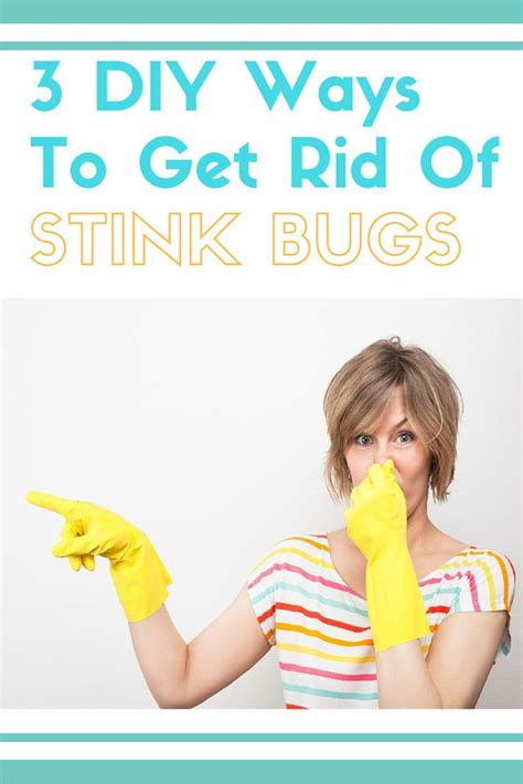 3 Diy Ways To Get Rid Of Stink Bugs In Your Home Stink Bugs Stink