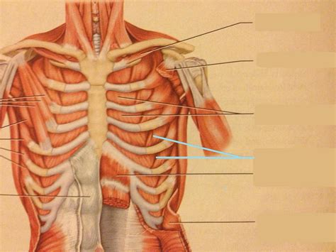 Muscles originate from the sternum, including those that move the neck, head, and arms. Muscles of Head, Neck, Chest, Back, Abdomen, and Shoulder ...
