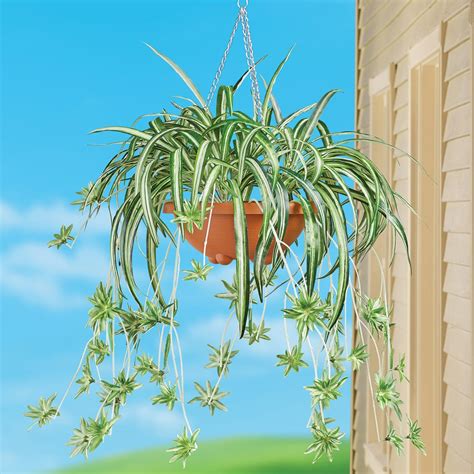 Artificial Spider Plant Hanging Basket Collections Etc