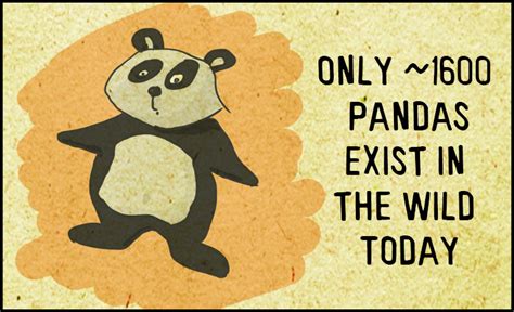 Panda Cartoon Untamed Science