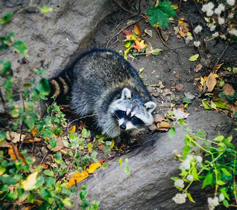 Raccoon Removal Critter Control Of Dayton