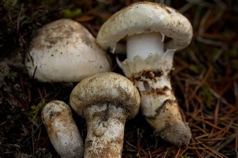 Washington Mushrooms All Mushroom Info