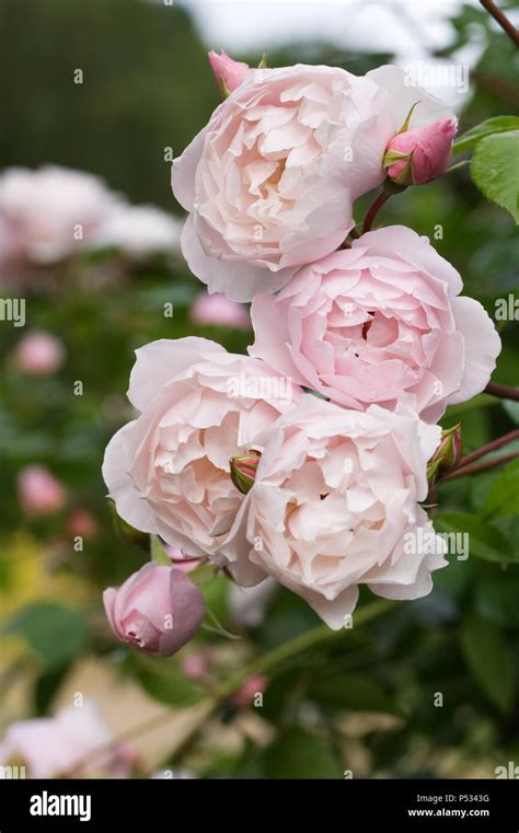 Pink Climbing Rose Hi Res Stock Photography And Images Alamy
