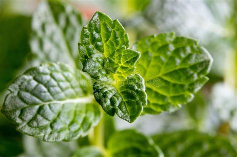 Closeup Of Fresh Young Green Peppermint Leaves Stock Photo Image Of