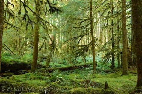An Ancient Grove Of Trees In The Pacific Northwest Temperate