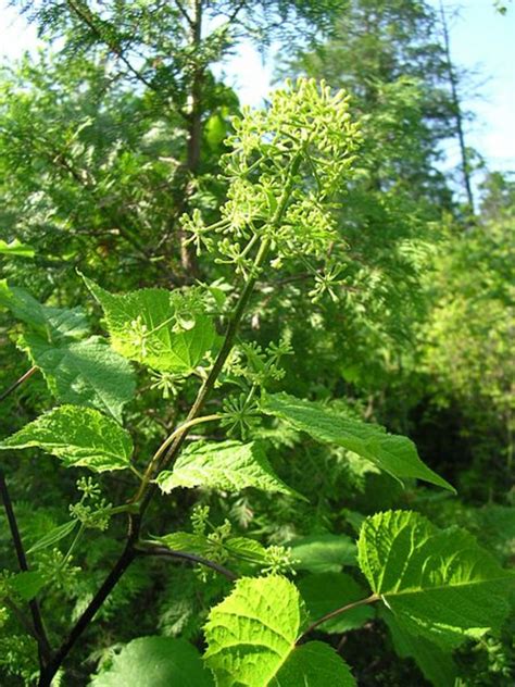 American Spikenard Plant Care Hubpages