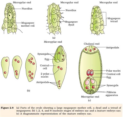 It develops from the functional megaspore. NCERT Class XII Biology Chapter 2 : Sexual Reproduction in ...