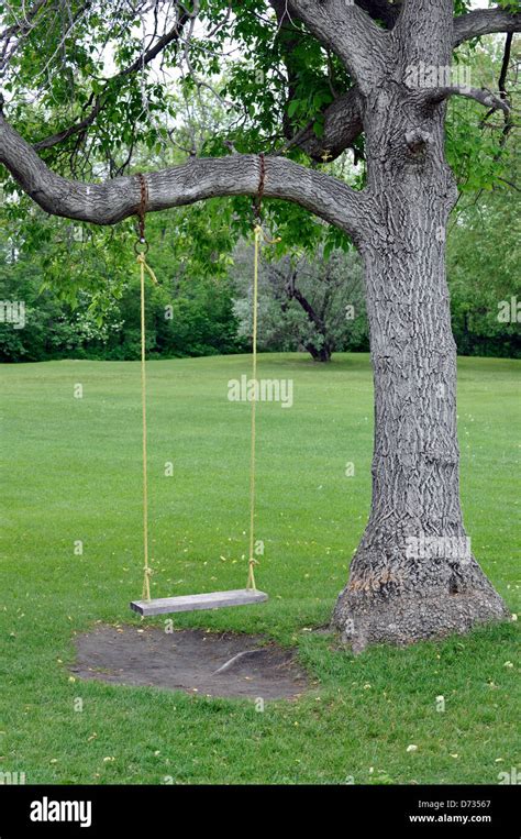 Empty Swing Hanging From A Tree Stock Photo Alamy