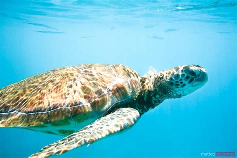 Swimming With Sea Turtles Barbados Caribbean Royalty Free Image