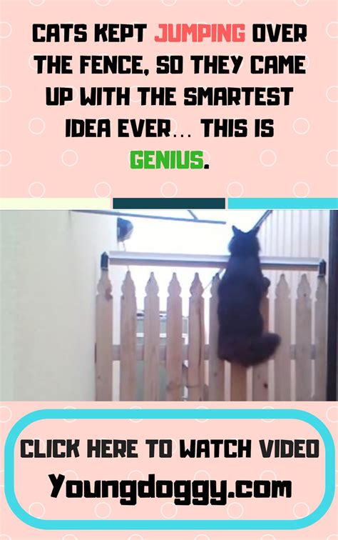 Cats Kept Jumping Over The Fence So They Came Up With The Smartest