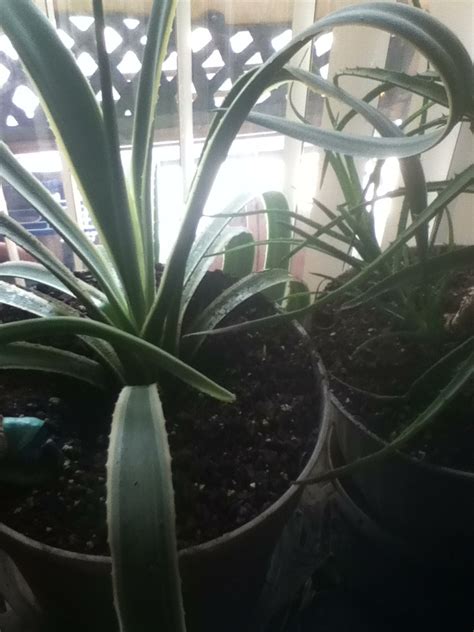 These spots enlarge through time until they join together. Disease on aloe plant? Please help :( (insect, leaves ...