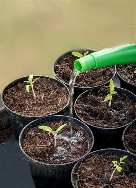 Tomato Seedlings Follow Our Guidance To Get A Nice Harvest