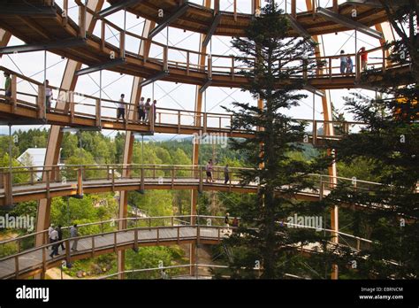 Viewing Tower Of The Tree Top Walk In National Park Bavarian Forest