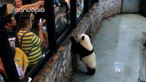 What Do Pandas Think About Humans Youtube