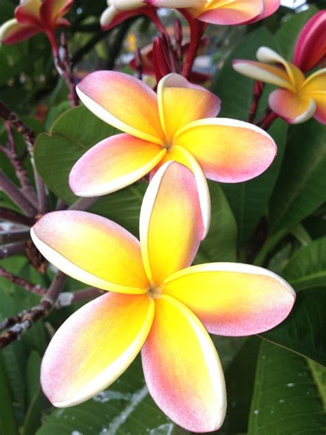 Plumerias Fell In Love With These Flowers When I Visited Hawaii