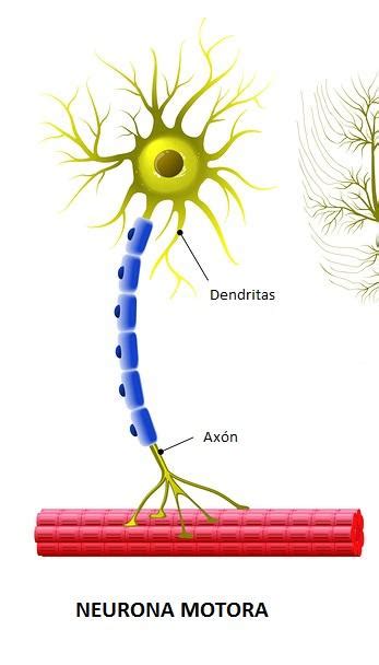 Diferencias Y Características De Las Neuronas Motoras Y Sensitivas