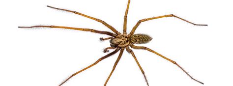 Common Spiders In Denver Co Senske Pest Control Services