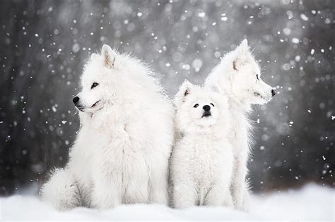 Dogs Samoyed Baby Animal Cub Dog Puppy Snow Winter Hd Wallpaper