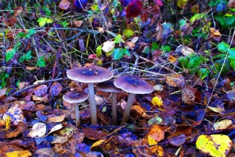 Magic Mushroom Atau Jamur Halusinasi Kenali 7 Fakta Sejarah Uniknya