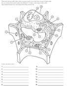 Plant Cell | ASU - Ask A Biologist