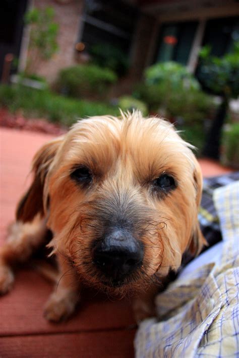 Silky Terrier Information - Dog Breeds at thepetowners