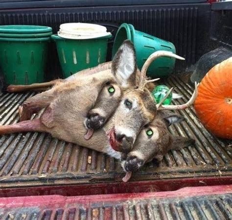 This Three Headed Deer Was Killed In Alabama Archery Talk Forum