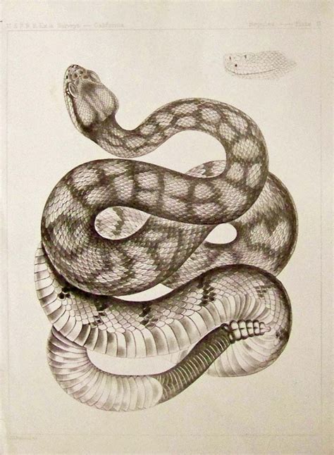 Snake Head Drawing Top View At Getdrawings Free Download