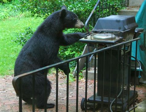 Barbeques And Smokers Revelstoke Bear Aware Society
