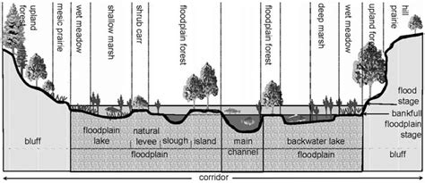 A Cross Section Of A River Corridor Structural Features And Plant