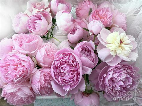 Romantic Pastel Pink Peonies Bouquet Of Flowers Shabby Chic Peonies