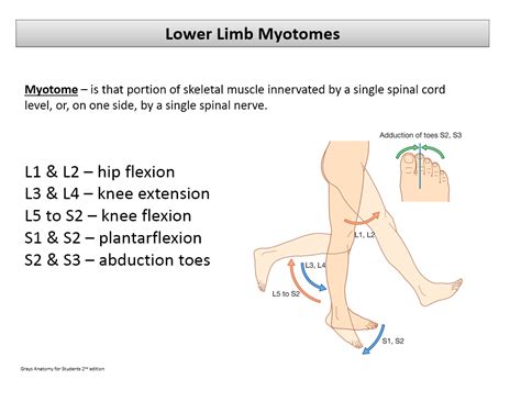 Thigh Fascia Myotomes Dermatomes At University Of Leeds Studyblue