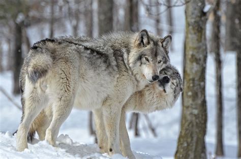 Wolves 11 Animals That Mate For Life Mnn Mother