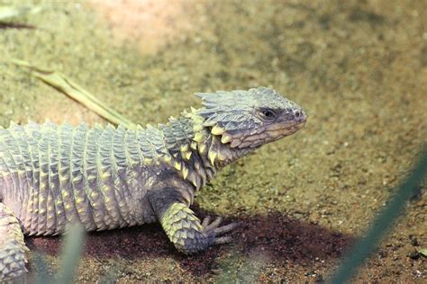 Girdled Lizard Cordylidae Belt · Free Photo On Pixabay