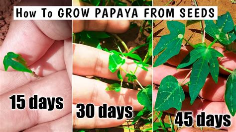How To Grow Papaya From Seeds 45 Days Result Youtube
