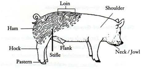 Swine Exhibitor's Project Guide (7-8 Years of Age) | NC ...