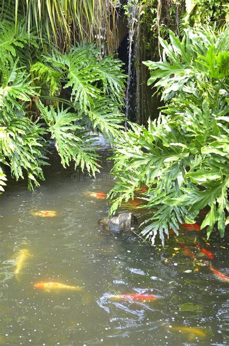 Koi Fish In Pond Stock Image Image Of Animal Wildlife 73157259