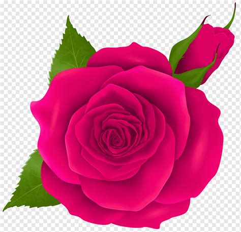 Ilustração de rosa cor de rosa rosas de jardim Centifolia rosas Rosa