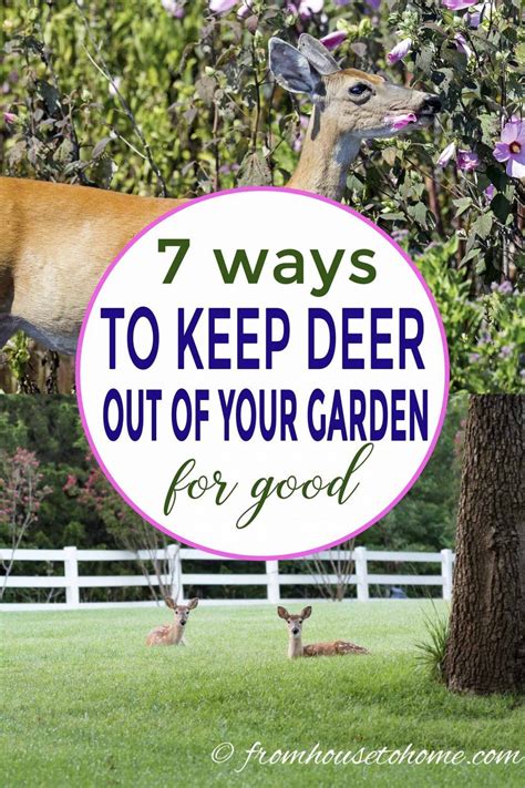 Keep Deer Away: 13 Ways To Keep Deer Out Of Your Garden ...