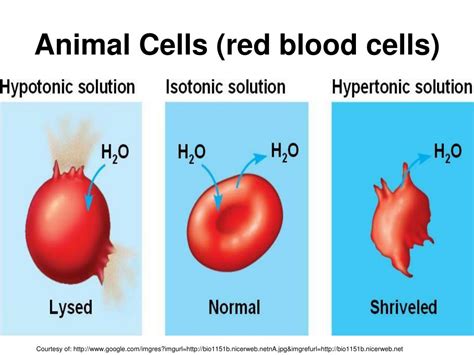Ppt Cell Transport Powerpoint Presentation Free Download Id3996195