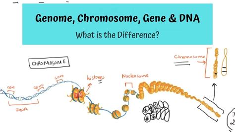 Genome Chromosome Gene And Dna What Is The Difference Youtube Free