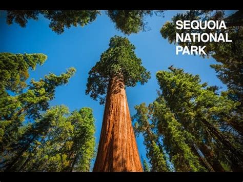 Two other parks, a national recreation area and a national preserve, are just a road trip away and can conveniently be combined with one of the other national parks near san diego. SEQUOIA National Park - California - Estados Unidos - YouTube