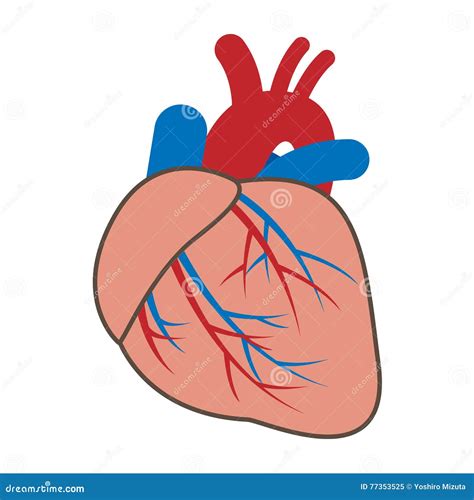 Cardiovascular System Stock Vector Illustration Of Pulse 77353525