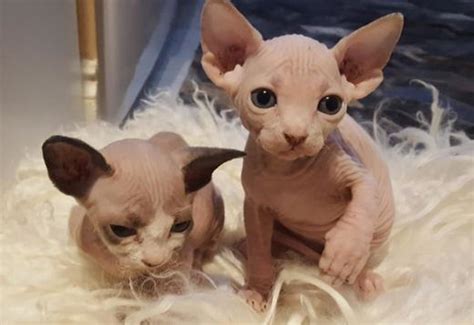 Sphynx Beautiful Sphynx Kittens For Adoption Cats For Sale Price