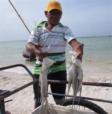 Se Reanuda Pesca De Pulpo En Yucatán