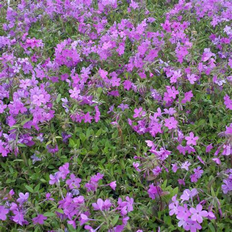 48 Flowering Ground Cover Plants Of Different Colors