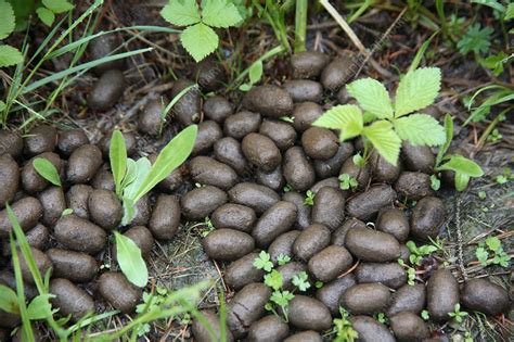 Elk Droppings