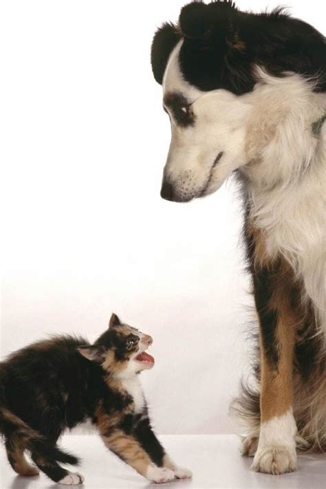 Big Dog And Little Cat Dog Breed Info Dog Cat Pictures Funny Cats
