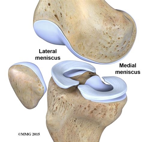 Parts Of Knee Anatomy