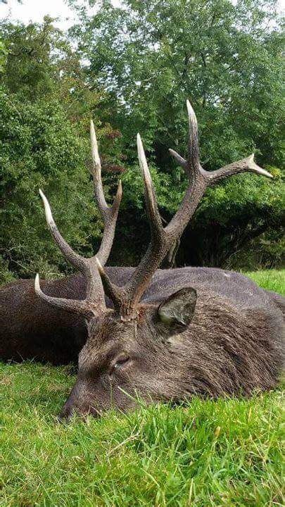 Three Day Ireland Sika Stag Or Irish Ibex Hunt For One Hunter